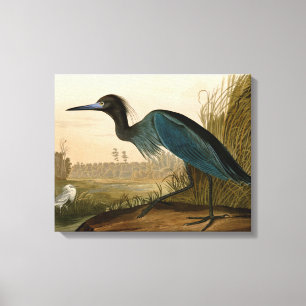 Garza Grulla Azul Impresión de Audubon Arte Coster