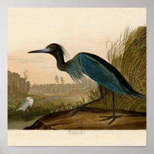 Garza Grulla Azul Impresión de Audubon Arte Coster