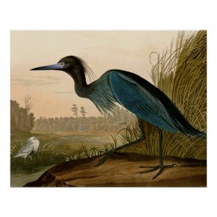 Garza Grulla Azul Impresión de Audubon Arte Coster
