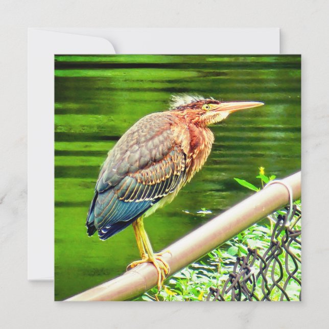 Garza verde (Anverso)