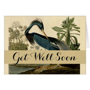 Garzas de Louisiana de Audubon Pájaros América Art