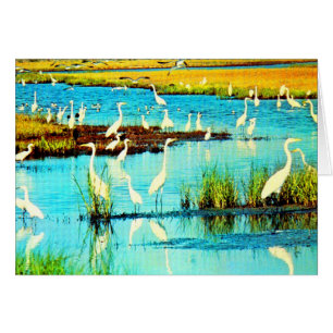 garzas nevadas