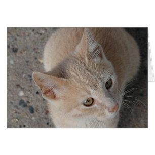 Gatito