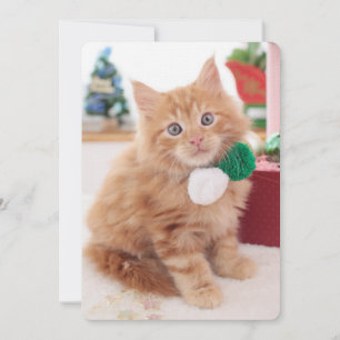 Gatito
