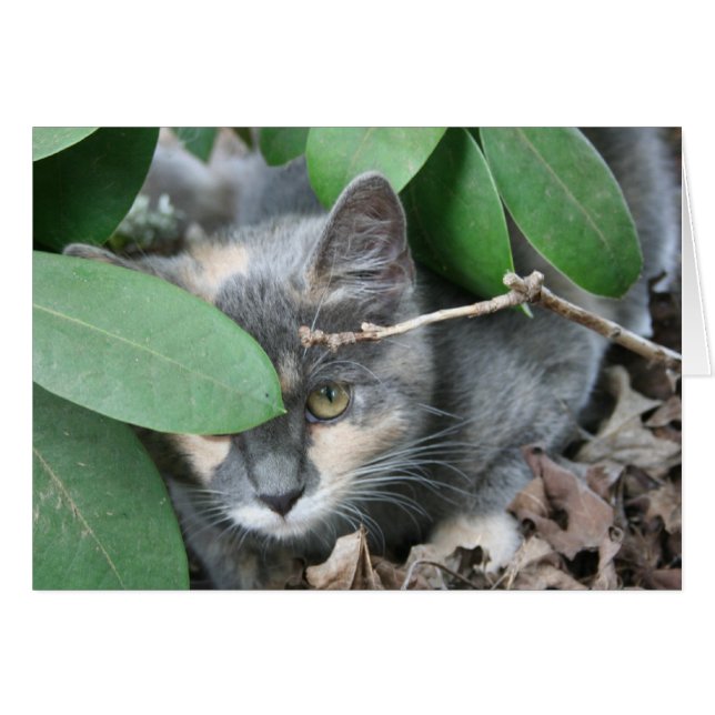 Gatito (Anverso (Horizontal))