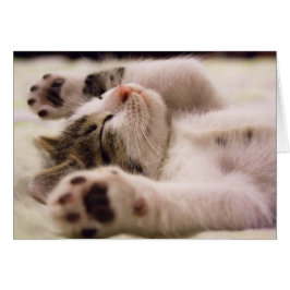 Gatito Adorable