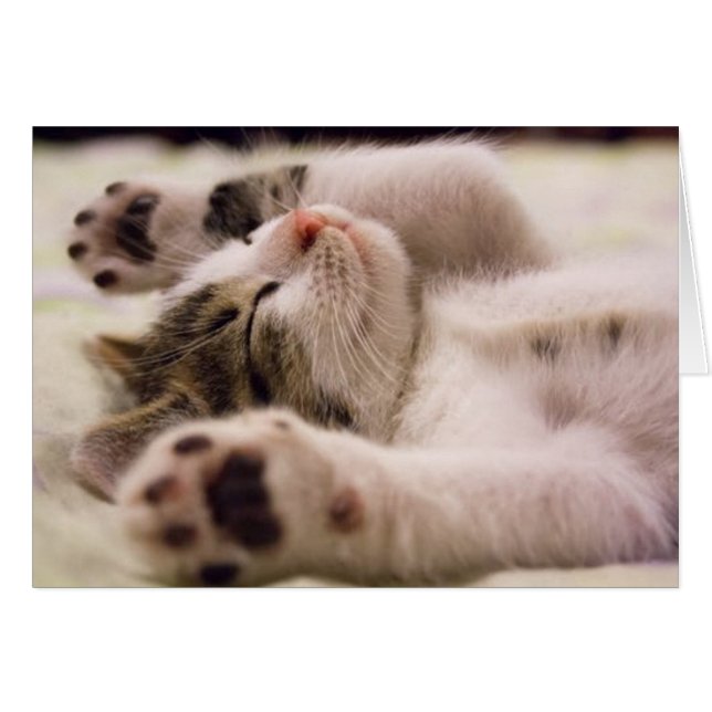 Gatito Adorable (Anverso (Horizontal))