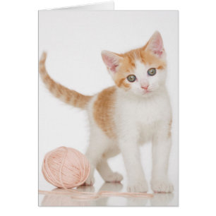Gatito Al Lado De La Pelota De La Cadena