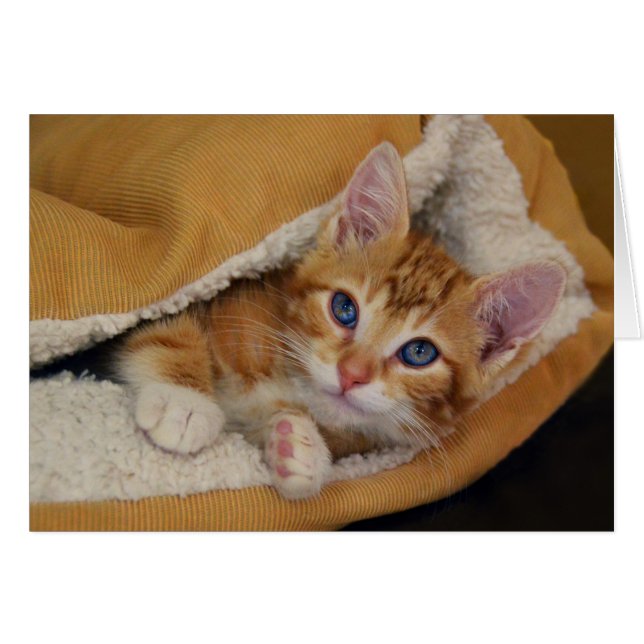 Gatito atigrado naranja en la cama (Anverso (Horizontal))