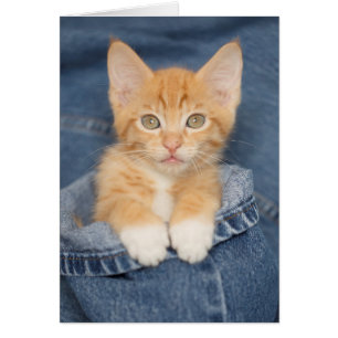 Gatito azul del naranja del bebé de Jean