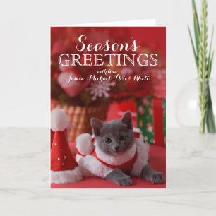 Gatito azul ruso y navidad