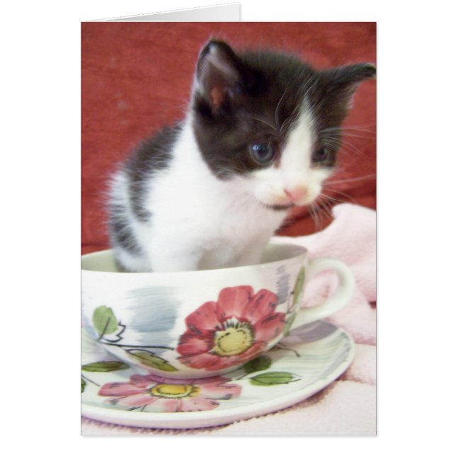 gatito bitsy itsy de 4 semanas (Frente)