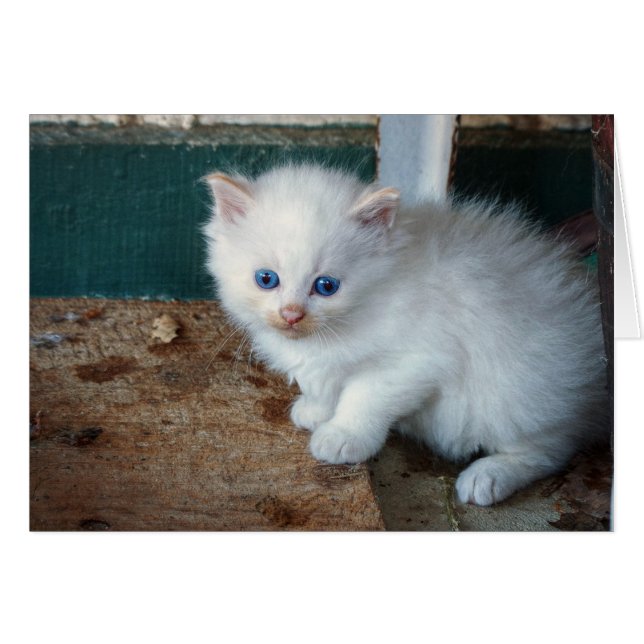 Gatito blanco (Anverso (Horizontal))
