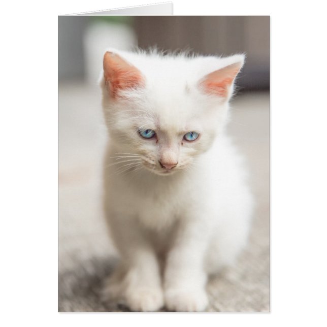 Gatito blanco (Frente)