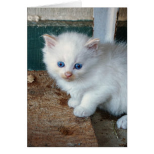 Gatito blanco