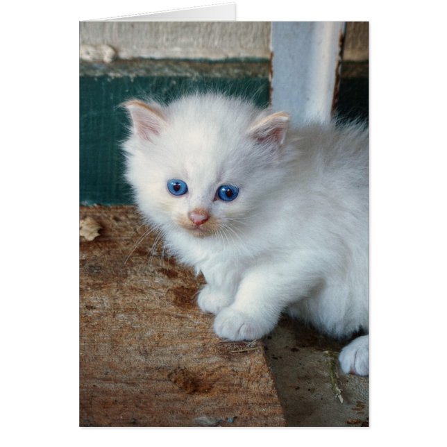Gatito blanco (Frente)