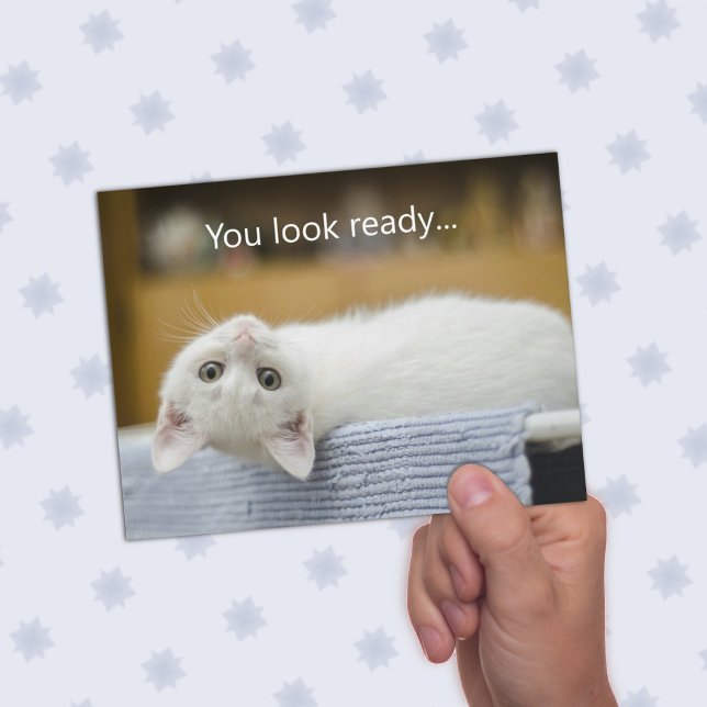 Gatito blanco Bienvenido de vuelta a las tarjetas  (Subido por el creador)