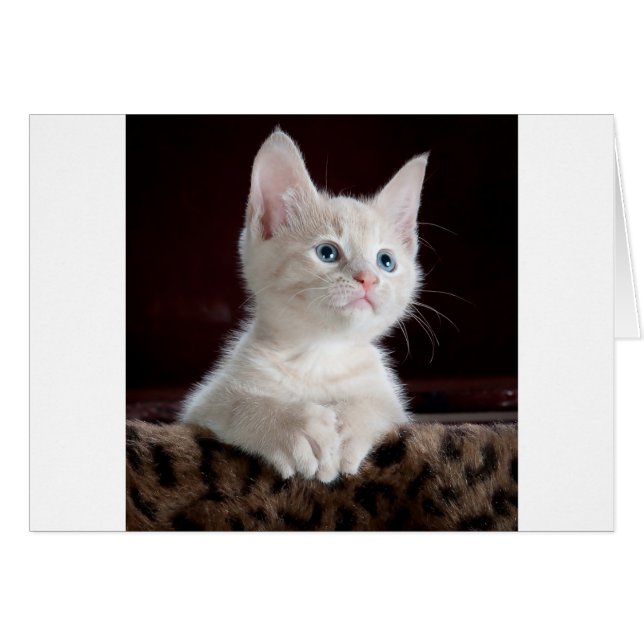 Gatito blanco súper lindo (Anverso (Horizontal))