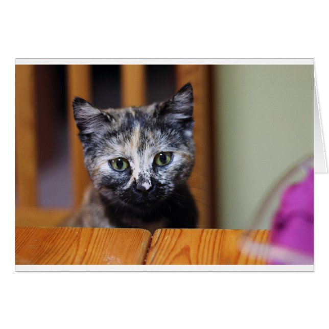 Gatito blanco y negro (Anverso (Horizontal))