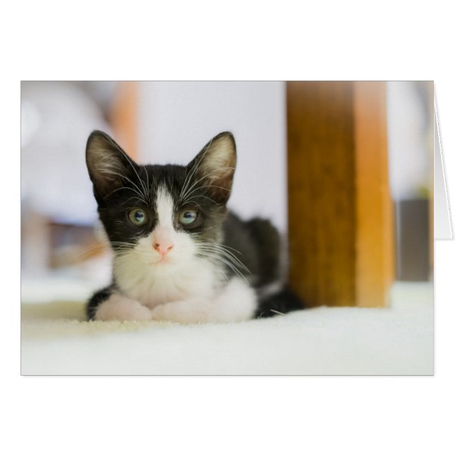 Gatito Blanco Y Negro Dulce (Anverso (Horizontal))