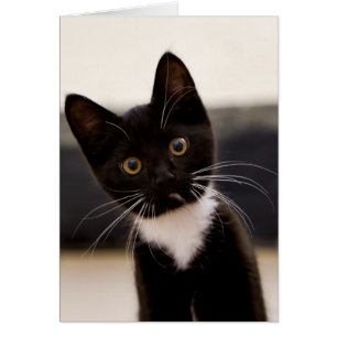 Gatito blanco y negro lindo del smoking