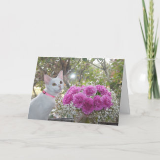 Gatito blanco y tarjeta rosada de los claveles
