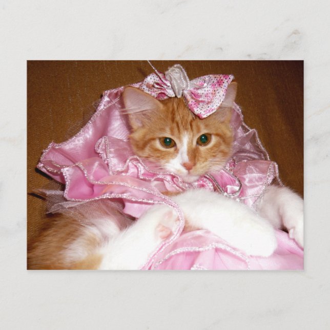 Gatito Bonito en Rosa Tarjeta Postal (Anverso)