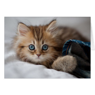 Gatito con los ojos azules