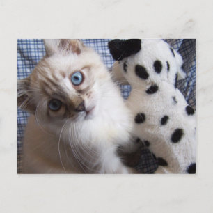 gatito con postal de juguete de cachorro