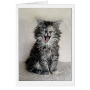 Gatito con una gran expresión