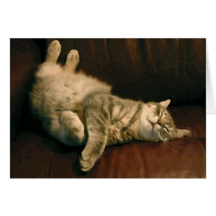 Gatito contento