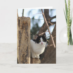 Gatito de esmoquin en una tarjeta de saludo de árb