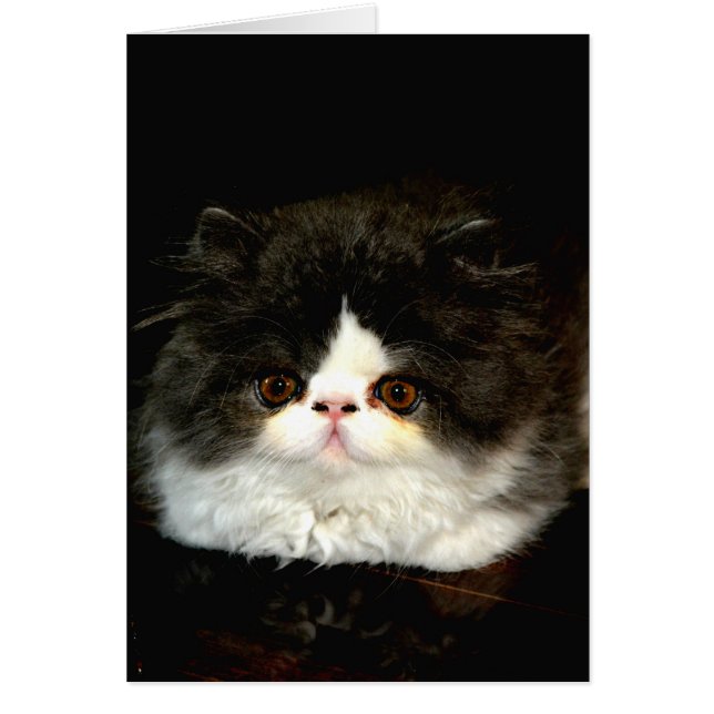 Gatito de gatito blanco y negro (Frente)