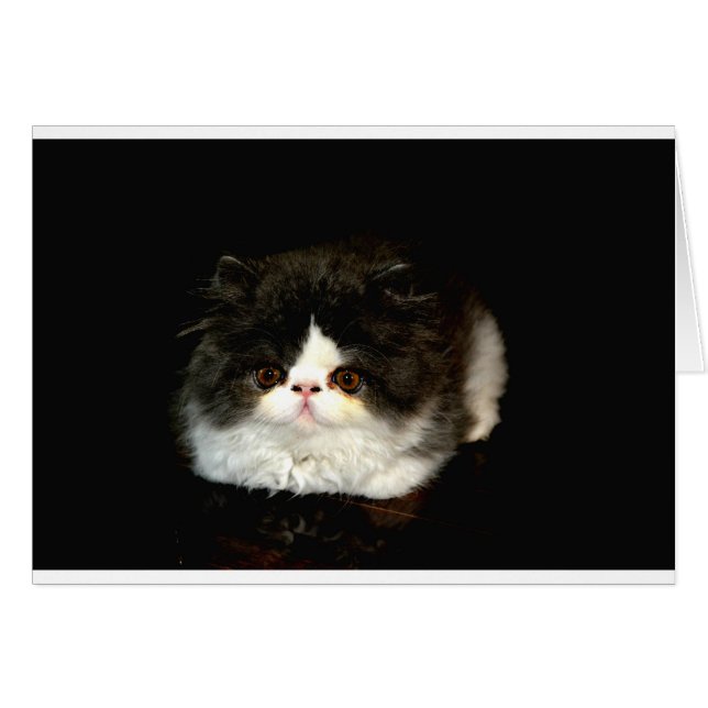 Gatito de gatito blanco y negro (Anverso (Horizontal))