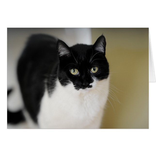 Gatito de Katie (Anverso (Horizontal))