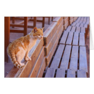 Gatito de la puesta del sol