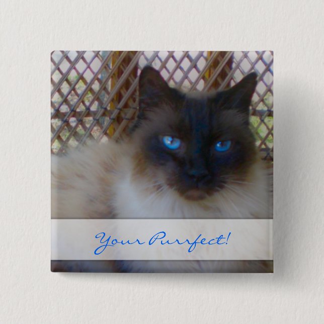 Gatito de los ojos azules su botón de Purrrfect (Anverso)