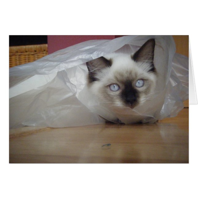 Gatito de Ragdoll (Anverso (Horizontal))