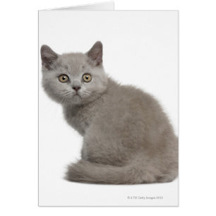 Gatito de Shorthair británico (10 semanas de edad)