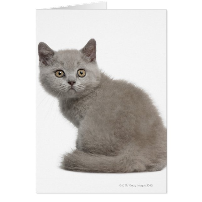 Gatito de Shorthair británico (10 semanas de edad) (Frente)