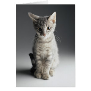 Gatito de Tabby Azul