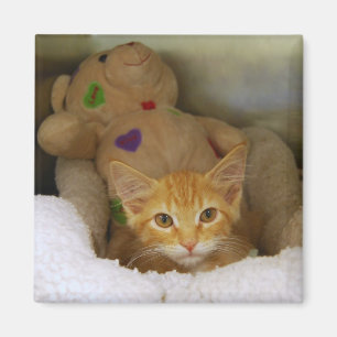 Gatito De Tabby Con Imán De Oso De Teddy