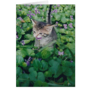 Gatito De Tabby Con Sonrisa Violenta