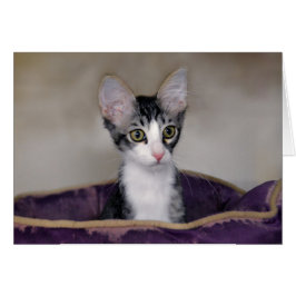 Gatito de Tabby en una cama morada