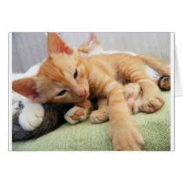 Gatito de tigre mate