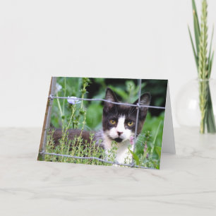 Gatito de Tuxedo en la tarjeta de felicitación del