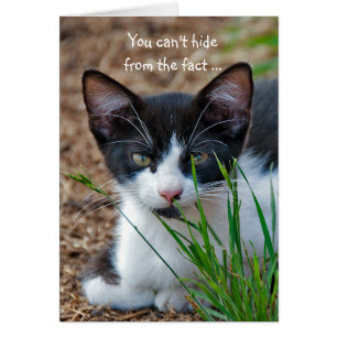 Gatito de Tuxedo escondido detrás de la hierba