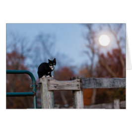Gatito debajo de la Luna Llena