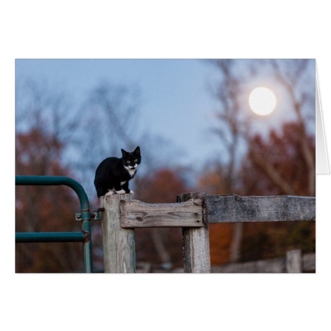 Gatito debajo de la Luna Llena (Anverso (Horizontal))