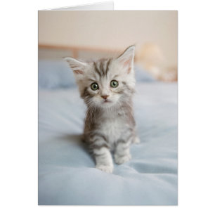 Gatito del Coon de Maine